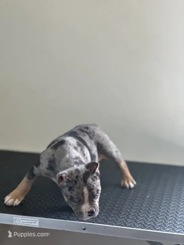 Lazarusia – American Bully puppy for sale in Covington, IN