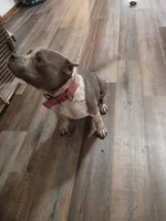 Louie v, a female American Bully for sale in Covington, IN – 5 of 5