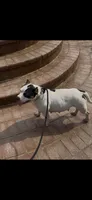 Vaselys, a male American Bully for sale in Clarksville, TN – 10 of 10