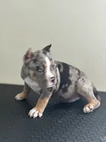 Lazarusia, a female American Bully for sale in Covington, IN – 4 of 10