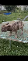 Vika, a female French Bulldog for sale in Clarksville, TN – 6 of 10