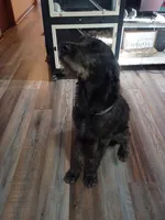 Krumm, a male Cane Corso and Poodle - Standard  for sale in Covington, IN – 4 of 5