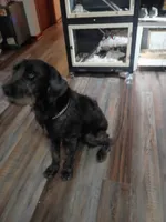 Krumm, a male Cane Corso and Poodle - Standard  for sale in Covington, IN – 3 of 5