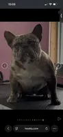 Vika, a female French Bulldog for sale in Clarksville, TN – 7 of 10