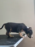 Valys, a male American Bully for sale in Covington, IN – 2 of 8
