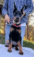 “Raven – Beautiful European Doberman Female”, a female Doberman Pinscher for sale in Mountain, WI – 7 of 7