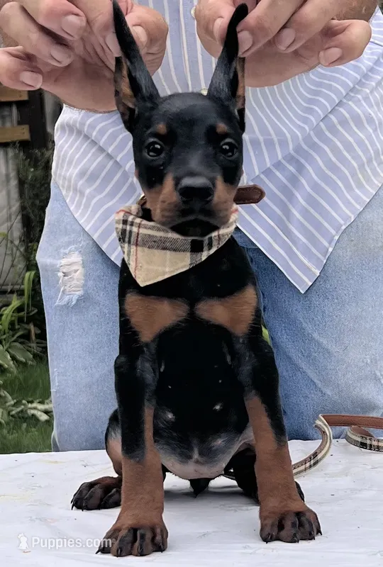 Sable purebred euro – Doberman Pinscher puppy for sale in Mountain, WI