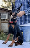 “Raven – Beautiful European Doberman Female”, a female Doberman Pinscher for sale in Mountain, WI – 2 of 7
