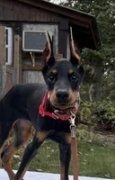 “Onyx” Beautiful Euro Doberman female , a female Doberman Pinscher for sale in Mountain, WI – 2 of 5