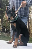 “Zara” Beautiful Euro female , a female Doberman Pinscher for sale in Mountain, WI – 5 of 6