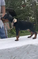 Sable purebred euro, a female Doberman Pinscher for sale in Mountain, WI – 7 of 10