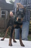 “Zara” Beautiful Euro female , a female Doberman Pinscher for sale in Mountain, WI – 6 of 6