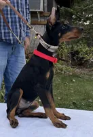 “Onyx” Beautiful Euro Doberman female , a female Doberman Pinscher for sale in Mountain, WI – 3 of 5