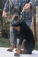 “Zara” Beautiful Euro female , a female Doberman Pinscher for sale in Mountain, WI – 3 of 6
