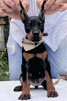 Sable purebred euro, a female Doberman Pinscher for sale in Mountain, WI – 8 of 10