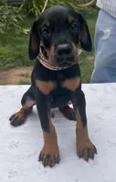 Magnus purebred euro, a male Doberman Pinscher for sale in Mountain, WI – 4 of 8