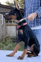 “Raven – Beautiful European Doberman Female”, a female Doberman Pinscher for sale in Mountain, WI – 1 of 7