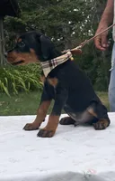 Titan purebred euro, a male Doberman Pinscher for sale in Mountain, WI – 5 of 10