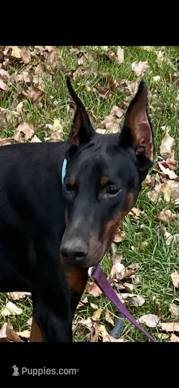 Lucy European purebred