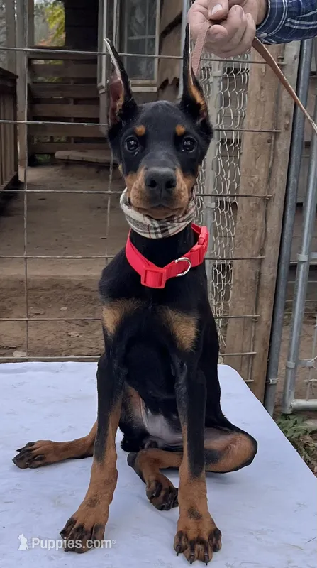 “Onyx” Beautiful Euro Doberman female  – Doberman Pinscher puppy for sale in Mountain, WI