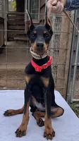 “Onyx” Beautiful Euro Doberman female , a female Doberman Pinscher for sale in Mountain, WI – 1 of 5