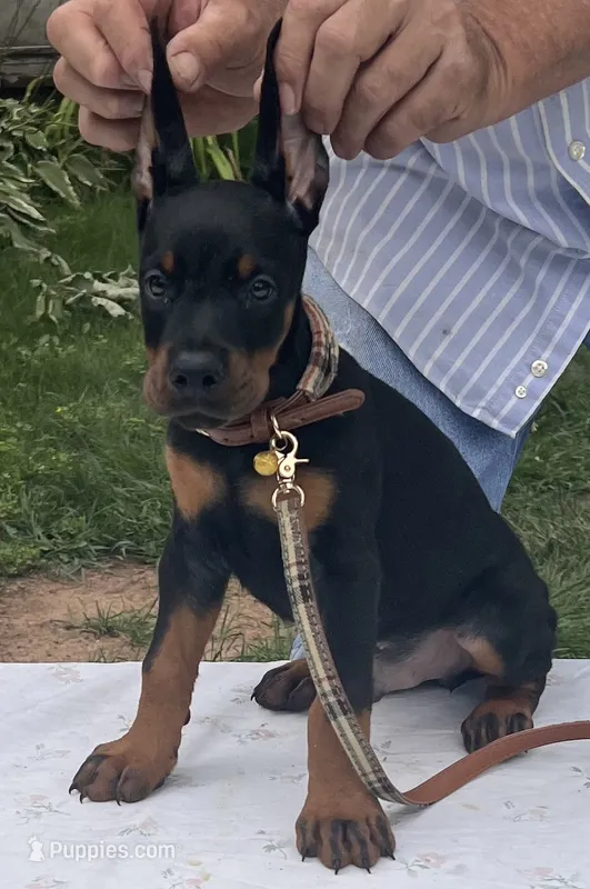 Magnus purebred euro – Doberman Pinscher puppy for sale in Mountain, WI