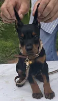 Titan purebred euro, a male Doberman Pinscher for sale in Mountain, WI – 1 of 10