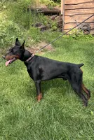 Ragnar (Ozzie) Purebred Euro , a male Doberman Pinscher for sale in Mountain, WI – 2 of 8