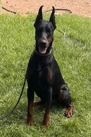Ozzy, a male Doberman Pinscher for sale in Mountain, WI – 6 of 6