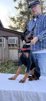 “Raven – Beautiful European Doberman Female”, a female Doberman Pinscher for sale in Mountain, WI – 5 of 7