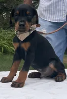 Titan purebred euro, a male Doberman Pinscher for sale in Mountain, WI – 8 of 10