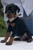 Titan purebred euro, a male Doberman Pinscher for sale in Mountain, WI – 2 of 10
