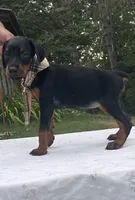 Sable purebred euro, a female Doberman Pinscher for sale in Mountain, WI – 5 of 10