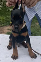 Magnus purebred euro, a male Doberman Pinscher for sale in Mountain, WI – 8 of 8