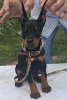 Titan purebred euro, a male Doberman Pinscher for sale in Mountain, WI – 7 of 10