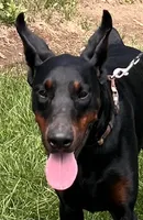 Ozzy, a male Doberman Pinscher for sale in Mountain, WI – 3 of 6