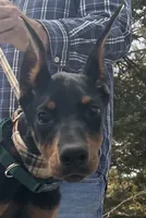 “Zara” Beautiful Euro female , a female Doberman Pinscher for sale in Mountain, WI – 4 of 6