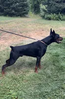 Ragnar (Ozzie) Purebred Euro , a male Doberman Pinscher for sale in Mountain, WI – 5 of 8