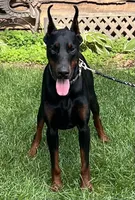 Ozzy, a male Doberman Pinscher for sale in Mountain, WI – 5 of 6