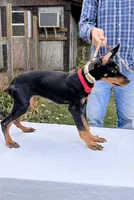 “Onyx” Beautiful Euro Doberman female , a female Doberman Pinscher for sale in Mountain, WI – 5 of 5