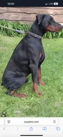 Ragnar (Ozzie) Purebred Euro , a male Doberman Pinscher for sale in Mountain, WI – 8 of 8
