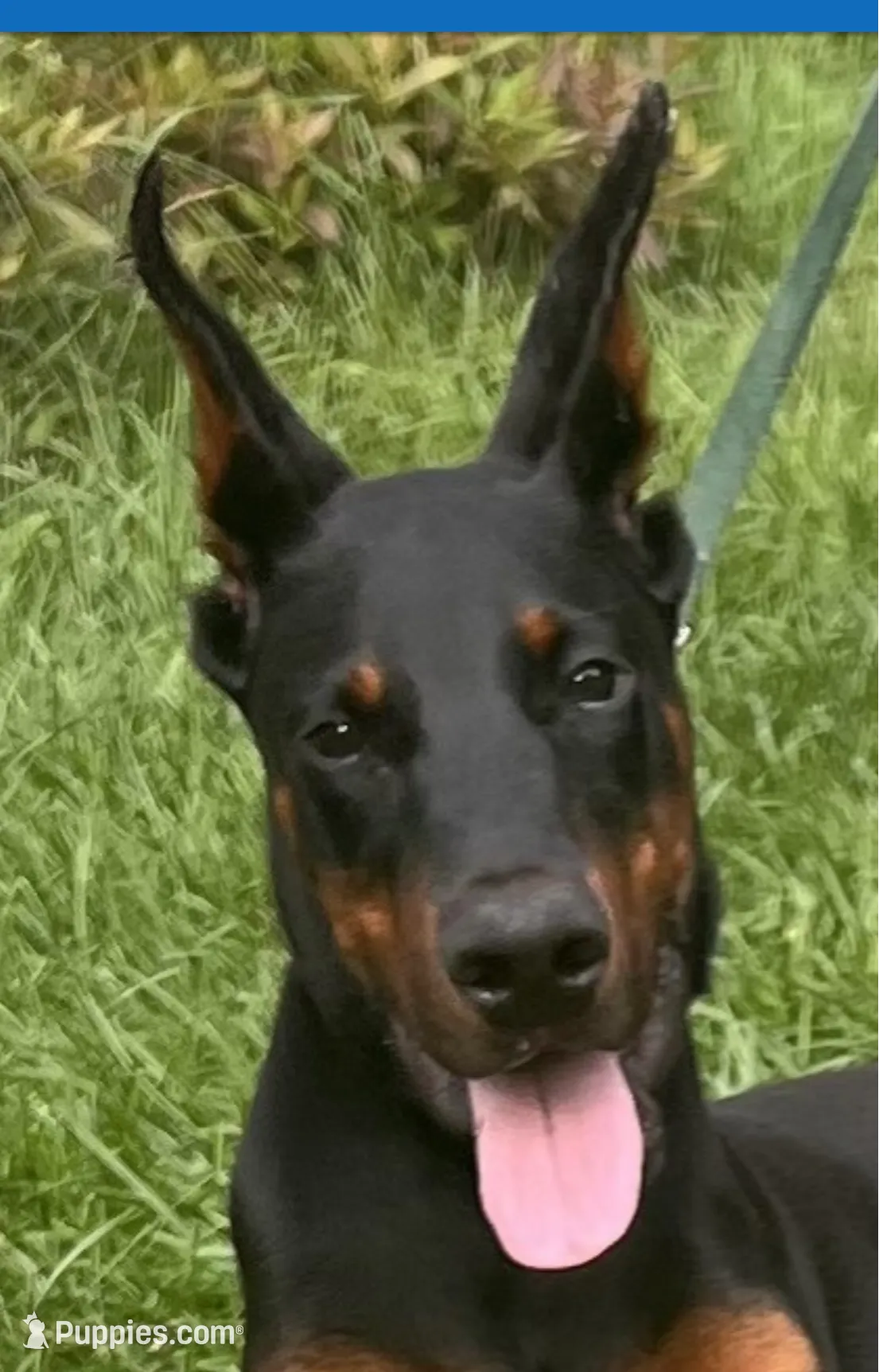 Ozzie European purebred