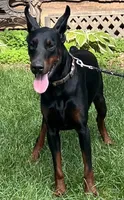 Ozzy, a male Doberman Pinscher for sale in Mountain, WI – 2 of 6