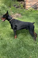 Ozzy, a male Doberman Pinscher for sale in Mountain, WI – 4 of 6