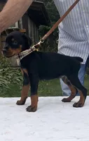 Titan purebred euro, a male Doberman Pinscher for sale in Mountain, WI – 4 of 10