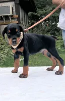 Titan purebred euro, a male Doberman Pinscher for sale in Mountain, WI – 9 of 10