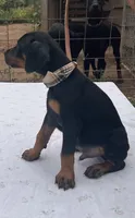 Magnus purebred euro, a male Doberman Pinscher for sale in Mountain, WI – 2 of 8