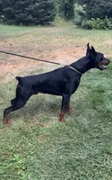 Ozzy, a male Doberman Pinscher for sale in Mountain, WI – 1 of 6