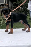 Titan purebred euro, a male Doberman Pinscher for sale in Mountain, WI – 6 of 10