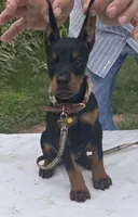 Titan purebred euro, a male Doberman Pinscher for sale in Mountain, WI – 3 of 10